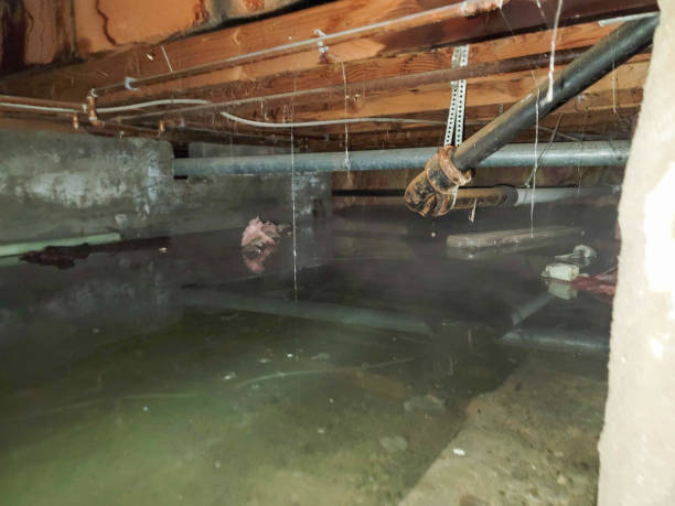Best Mold removal after water damage  in Pocono Woodland Lakes, PA